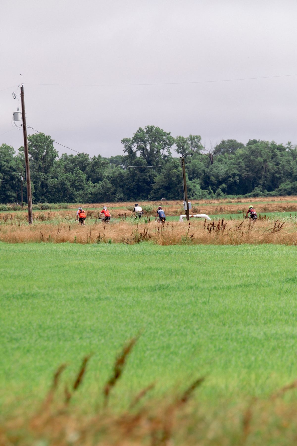 Rice fields in the Arkansas Delta