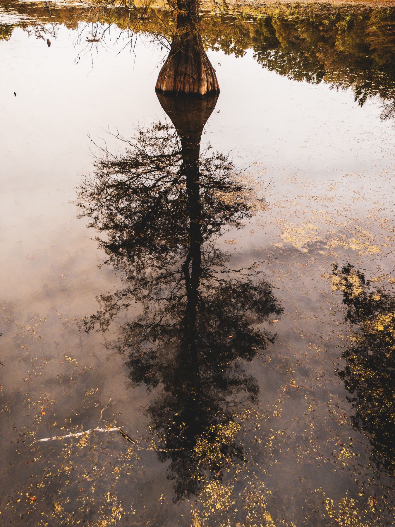 Overhead view of a lone cypress reflected in still bayou water