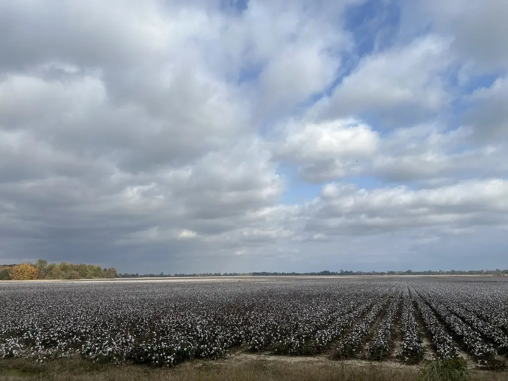 A cotton field stretching to the horizon under a big sky in the Arkansas Delta