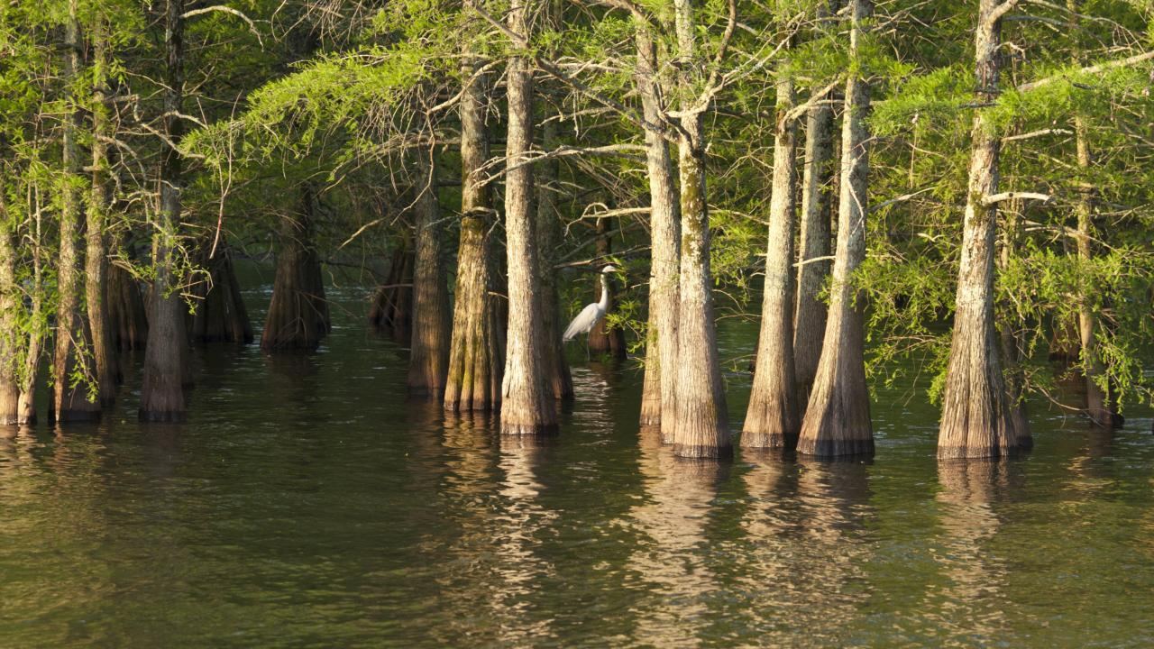 A heron standing among cypress trunks in the still water of Lake Chicot